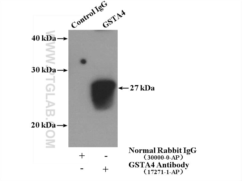 Immunoprecipitation (IP) experiment of SH-SY5Y cells using GSTA4 Polyclonal antibody (17271-1-AP)