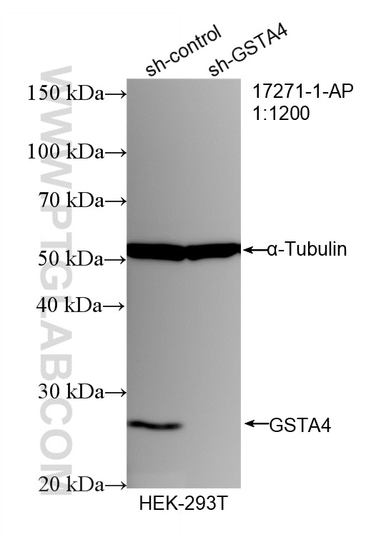 WB analysis of HEK-293T using 17271-1-AP Western Blot (WB) analysis of HEK-293T cells using GSTA4 Polyclonal antibody (17271-1-AP)