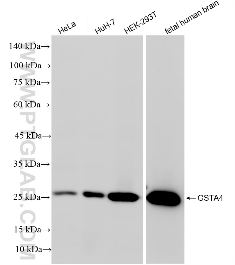 Western Blot (WB) analysis of various lysates using GSTA4 Recombinant antibody (85954-2-RR)