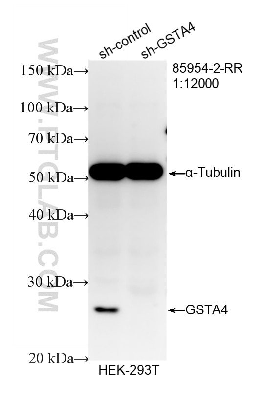 Western Blot (WB) analysis of HEK-293T cells using GSTA4 Recombinant monoclonal antibody (85954-2-RR)