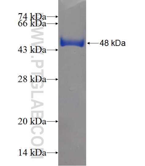 GSTA4 fusion protein Ag11028 SDS-PAGE