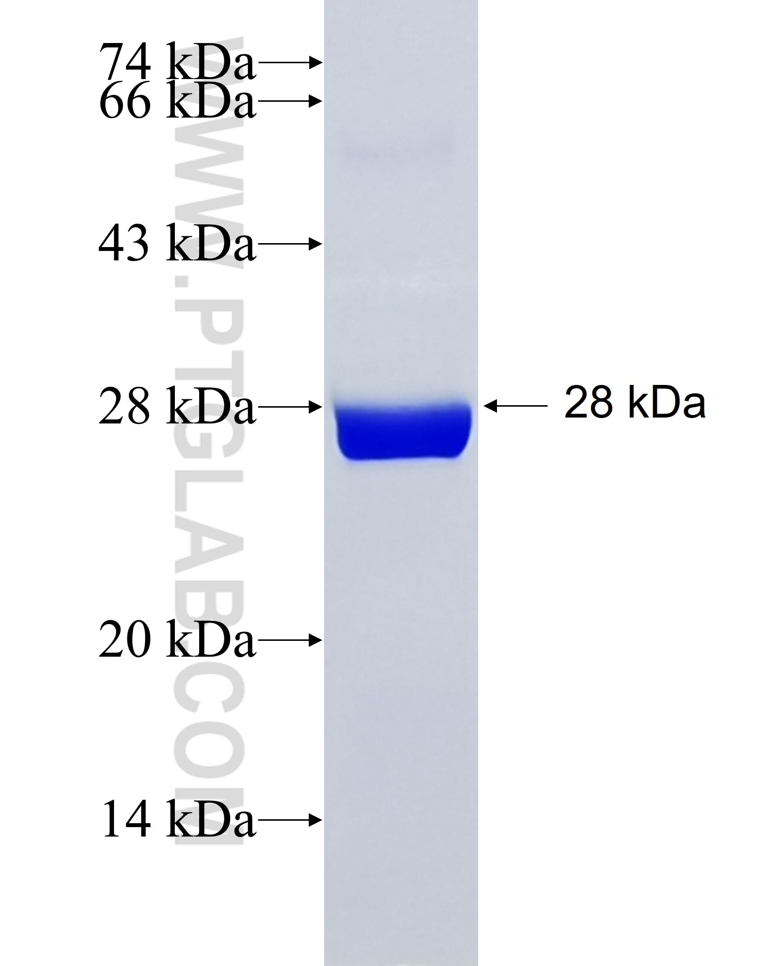 GSTA4 fusion protein Ag11206 SDS-PAGE