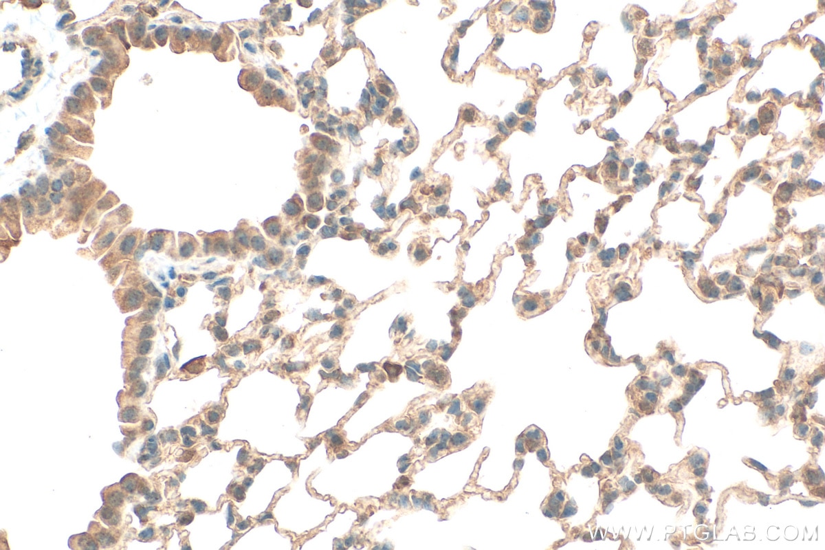Immunohistochemistry (IHC) staining of mouse lung tissue using GSTCD Polyclonal antibody (17502-1-AP)
