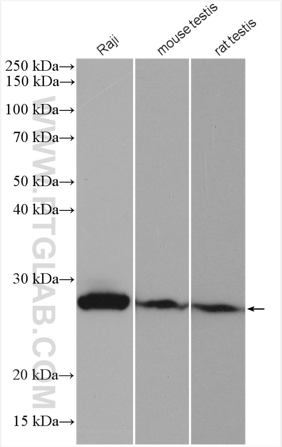 Western Blot (WB) analysis of various lysates using GSTK1 Polyclonal antibody (14535-1-AP)