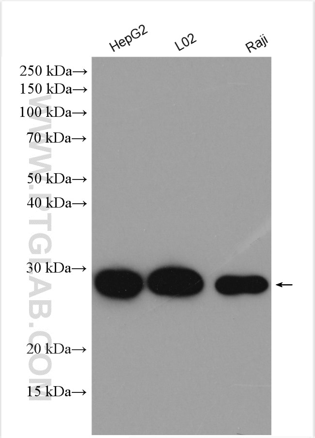 Western Blot (WB) analysis of various lysates using GSTK1 Polyclonal antibody (14535-1-AP)