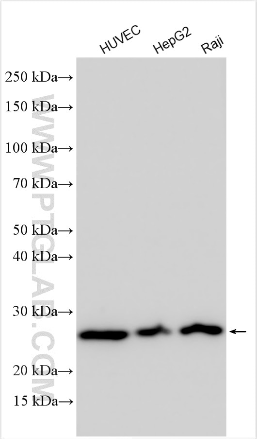 Western Blot (WB) analysis of various lysates using GSTK1 Polyclonal antibody (14535-1-AP)