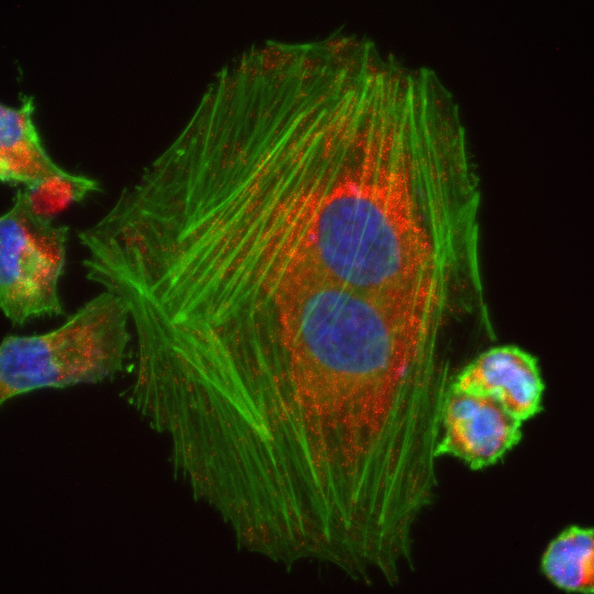 Immunofluorescence (IF) / fluorescent staining of HeLa cells using GSTK1 Recombinant antibody (81527-1-RR)