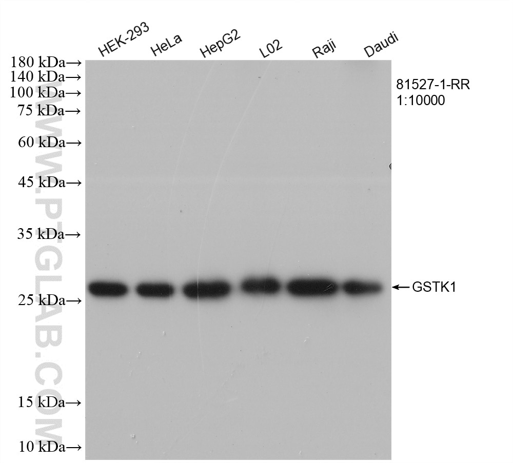 WB analysis using 81527-1-RR