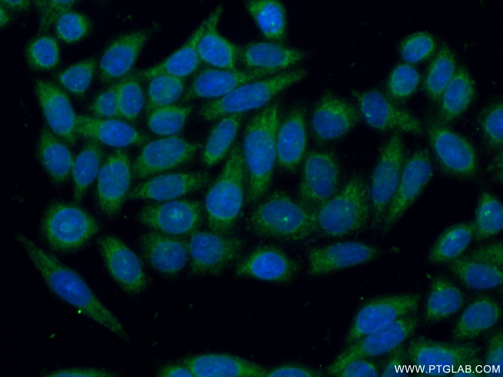 Immunofluorescence (IF) / fluorescent staining of HeLa cells using GSTM1 Polyclonal antibody (12412-1-AP)