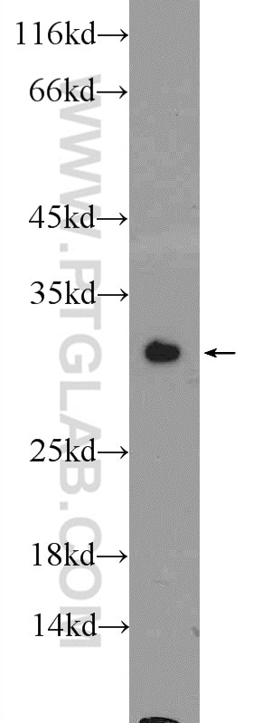 Western Blot (WB) analysis of HeLa cells using GSTM1 Polyclonal antibody (12412-1-AP)