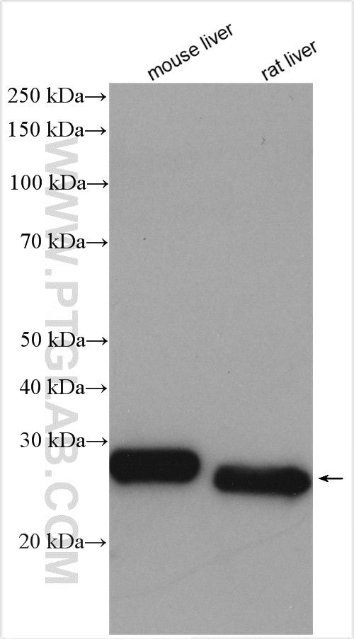 Western Blot (WB) analysis of various lysates using GSTM1 Polyclonal antibody (12412-1-AP)