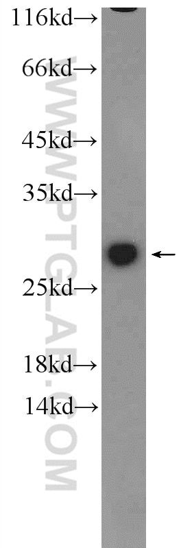 Western Blot (WB) analysis of mouse ovary tissue using GSTM1 Polyclonal antibody (12412-1-AP)