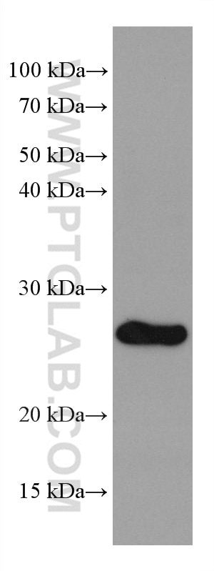 Western Blot (WB) analysis of HeLa cells using GSTM1 Monoclonal antibody (67862-1-Ig)