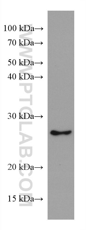 Western Blot (WB) analysis of Jurkat cells using GSTM1 Monoclonal antibody (67862-1-Ig)