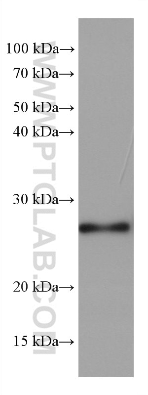 Western Blot (WB) analysis of pig liver tissue using GSTM1 Monoclonal antibody (67862-1-Ig)