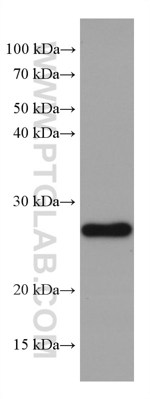 Western Blot (WB) analysis of rat liver tissue using GSTM1 Monoclonal antibody (67862-1-Ig)