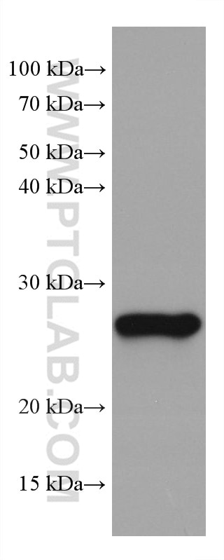 Western Blot (WB) analysis of chicken liver tissue using GSTM1 Monoclonal antibody (67862-1-Ig)