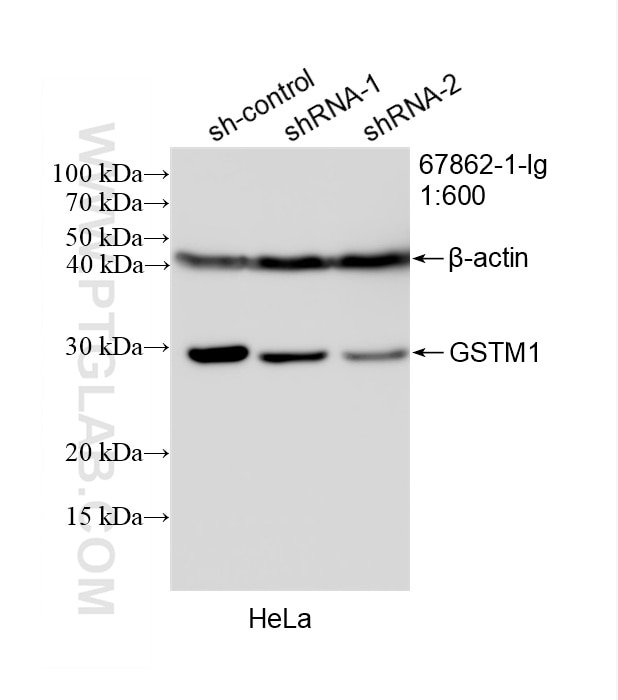 Western Blot (WB) analysis of HeLa cells using GSTM1 Monoclonal antibody (67862-1-Ig)