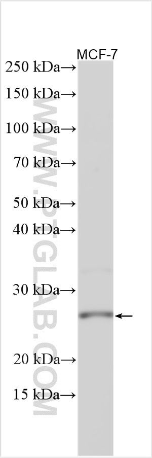 Western Blot (WB) analysis of various lysates using GSTM2 Polyclonal antibody (55474-1-AP)