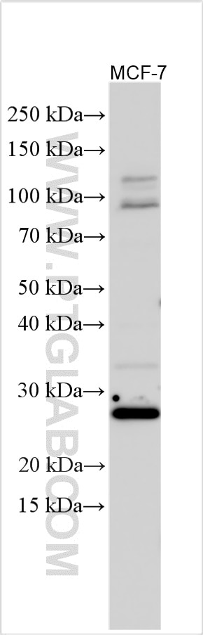 Western Blot (WB) analysis of various lysates using GSTM2 Polyclonal antibody (55474-1-AP)