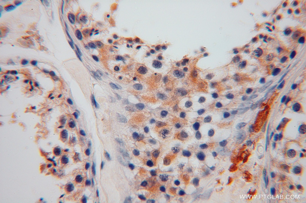 Immunohistochemistry (IHC) staining of human testis tissue using GSTM3 Polyclonal antibody (15214-1-AP)