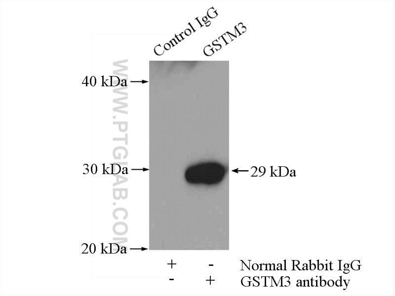 Immunoprecipitation (IP) experiment of mouse testis tissue using GSTM3 Polyclonal antibody (15214-1-AP)