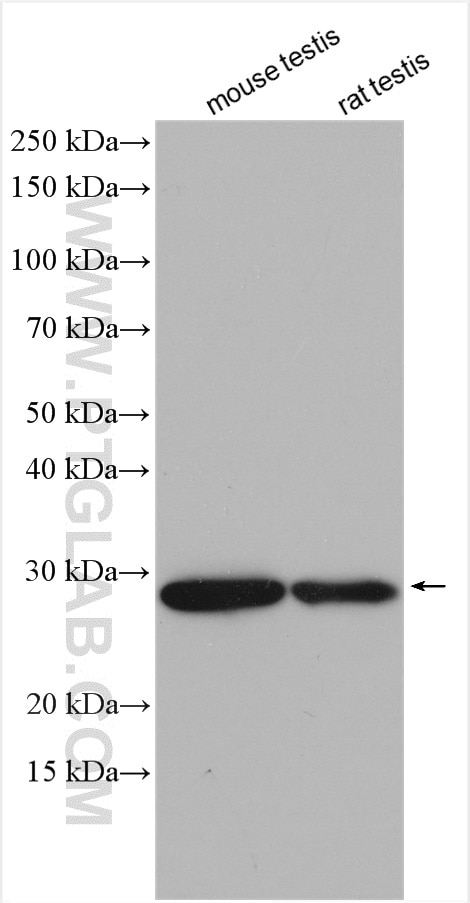 Western Blot (WB) analysis of various lysates using GSTM3 Polyclonal antibody (15214-1-AP)