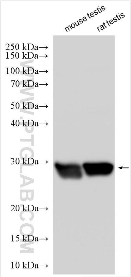 Western Blot (WB) analysis of various lysates using GSTM3 Polyclonal antibody (15214-1-AP)