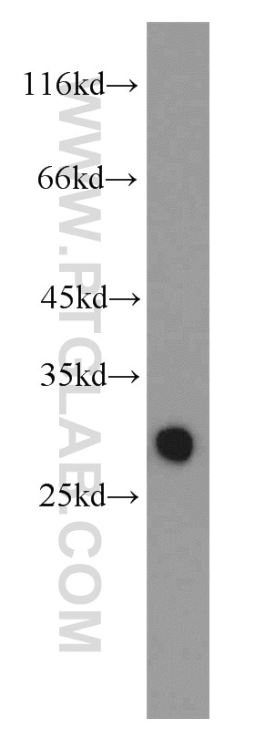 Western Blot (WB) analysis of human testis tissue using GSTM3 Polyclonal antibody (15214-1-AP)