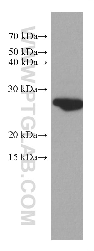Western Blot (WB) analysis of HeLa cells using GSTM3 Monoclonal antibody (67634-1-Ig)