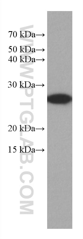 Western Blot (WB) analysis of HepG2 cells using GSTM3 Monoclonal antibody (67634-1-Ig)