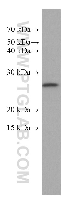 Western Blot (WB) analysis of pig brain tissue using GSTM3 Monoclonal antibody (67634-1-Ig)