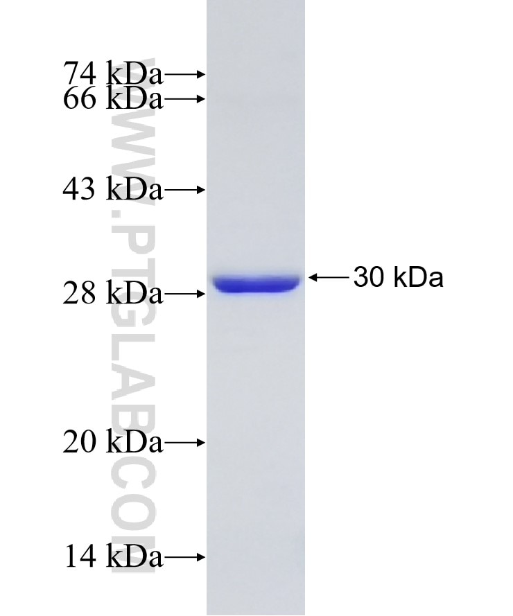 GSTM3 fusion protein Ag7494 SDS-PAGE