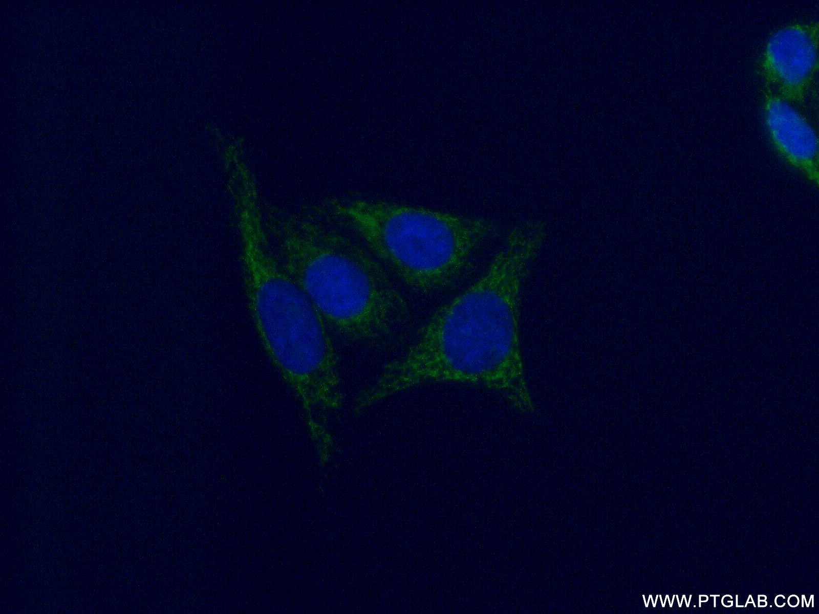 IF Staining of HepG2 using 16766-1-AP