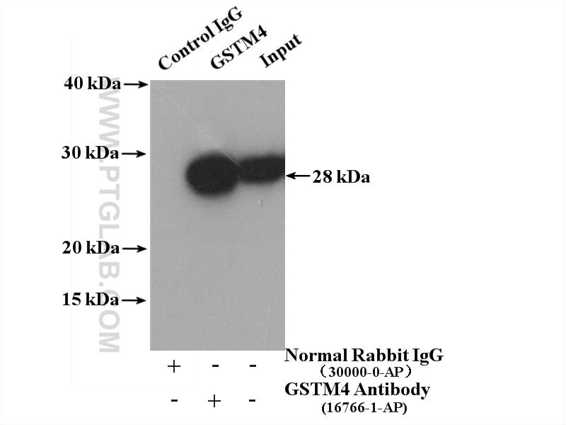 Immunoprecipitation (IP) experiment of mouse lung tissue using GSTM4 Polyclonal antibody (16766-1-AP)