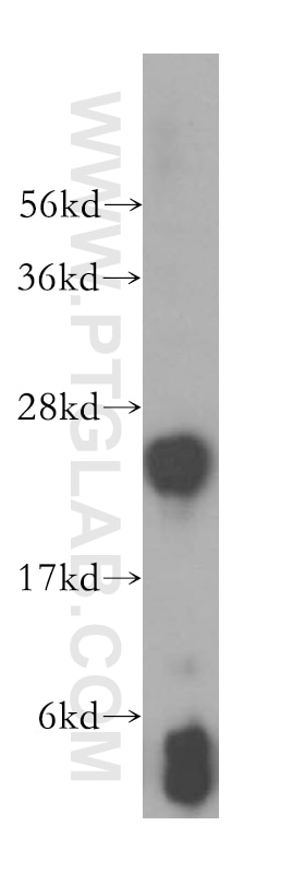 Western Blot (WB) analysis of mouse liver tissue using GSTM4 Polyclonal antibody (16766-1-AP)