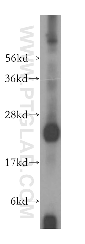 Western Blot (WB) analysis of mouse lung tissue using GSTM4 Polyclonal antibody (16766-1-AP)