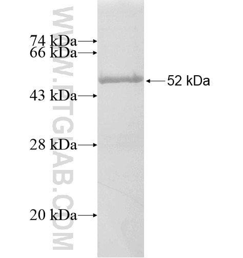GSTM4 fusion protein Ag10340 SDS-PAGE