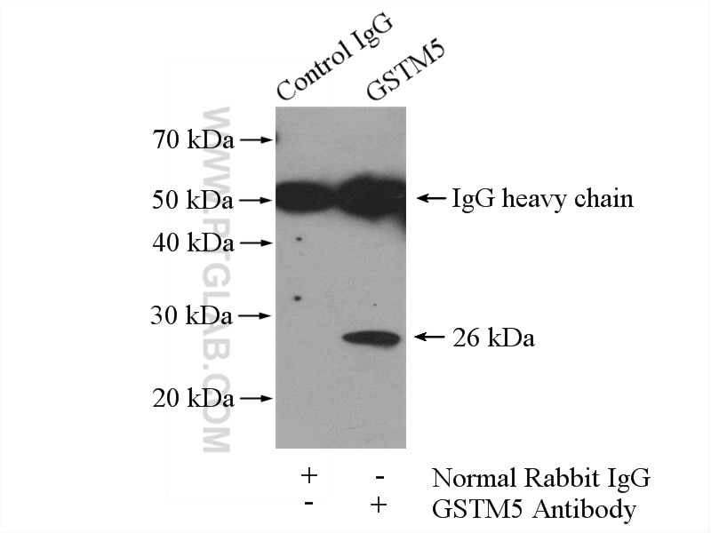 Immunoprecipitation (IP) experiment of mouse skeletal muscle tissue using GSTM5 Polyclonal antibody (14502-1-AP)