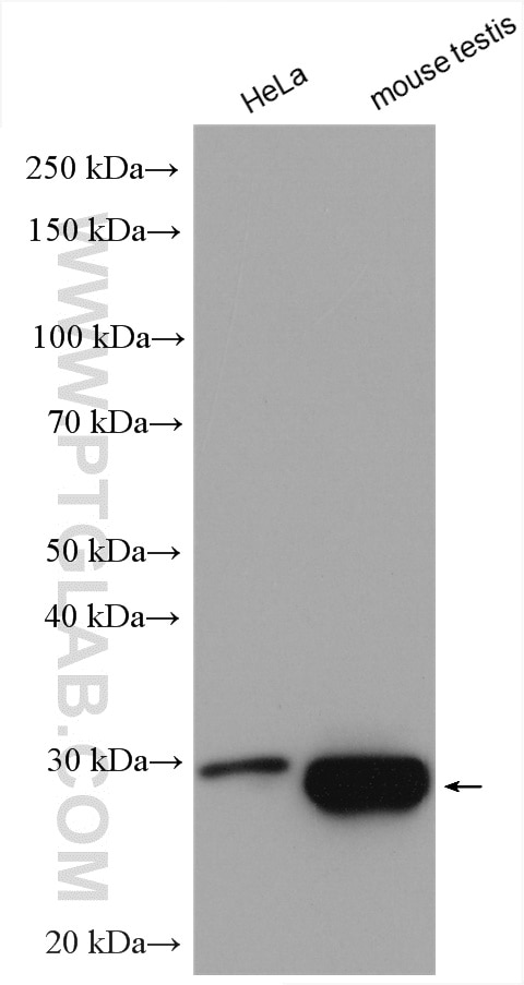 Western Blot (WB) analysis of various lysates using GSTM5 Polyclonal antibody (14502-1-AP)
