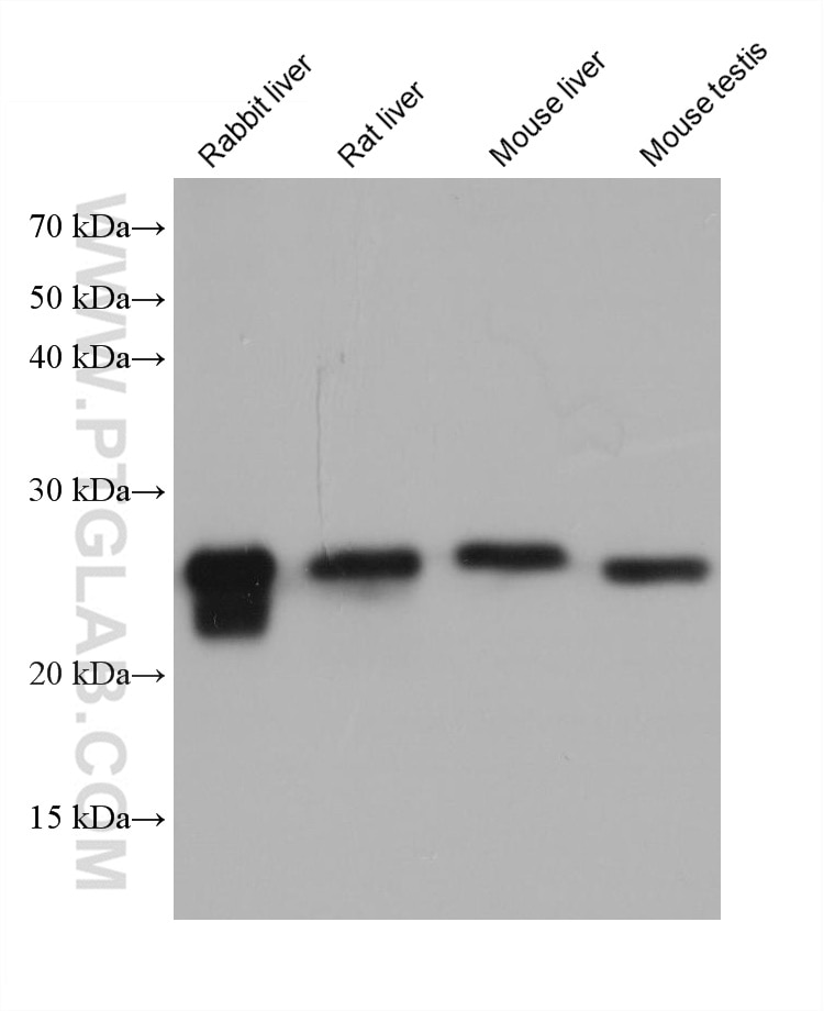 Western Blot (WB) analysis of various lysates using GSTM5 Monoclonal antibody (68210-1-Ig)