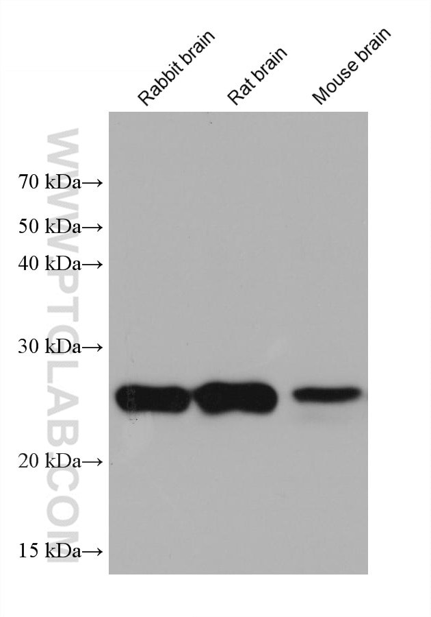 Western Blot (WB) analysis of various lysates using GSTM5 Monoclonal antibody (68210-1-Ig)