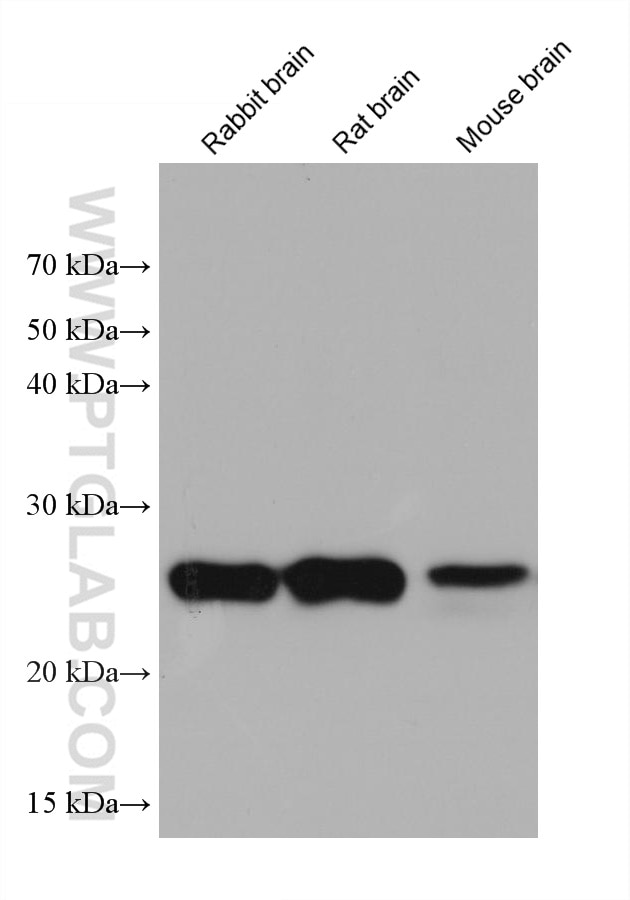 WB analysis using 68210-1-Ig