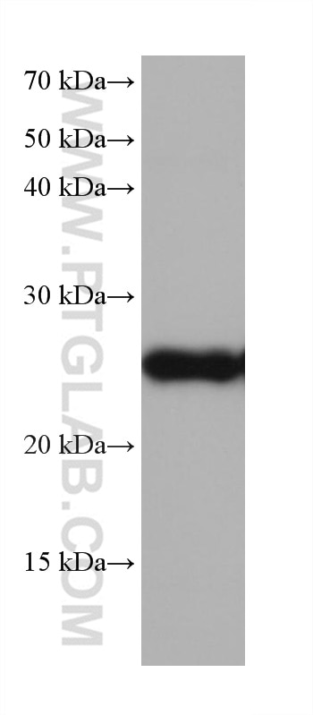 Western Blot (WB) analysis of pig liver tissue using GSTM5 Monoclonal antibody (68210-1-Ig)