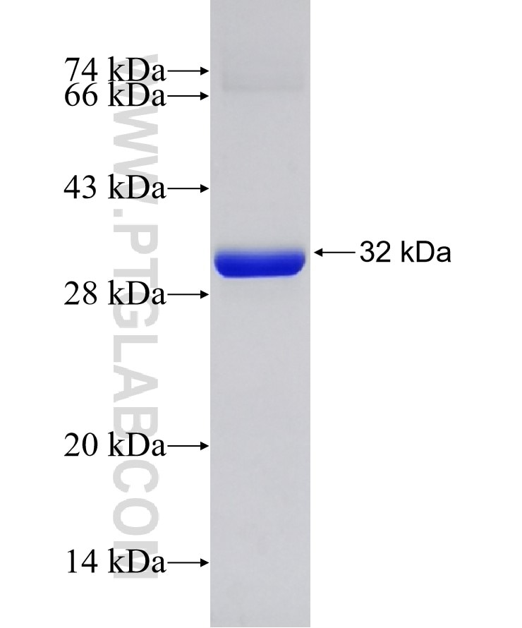 GSTM5 fusion protein Ag6054 SDS-PAGE