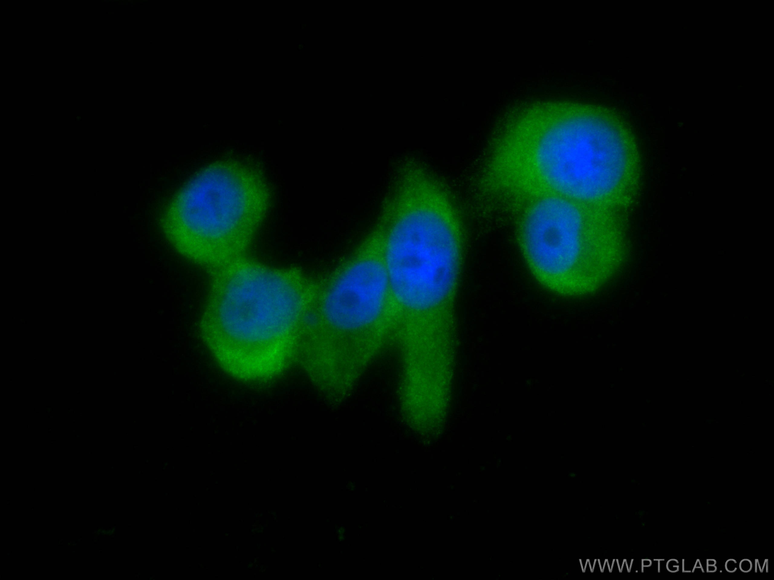 Immunofluorescence (IF) / fluorescent staining of PC-3 cells using GSTO1 Polyclonal antibody (15124-1-AP)