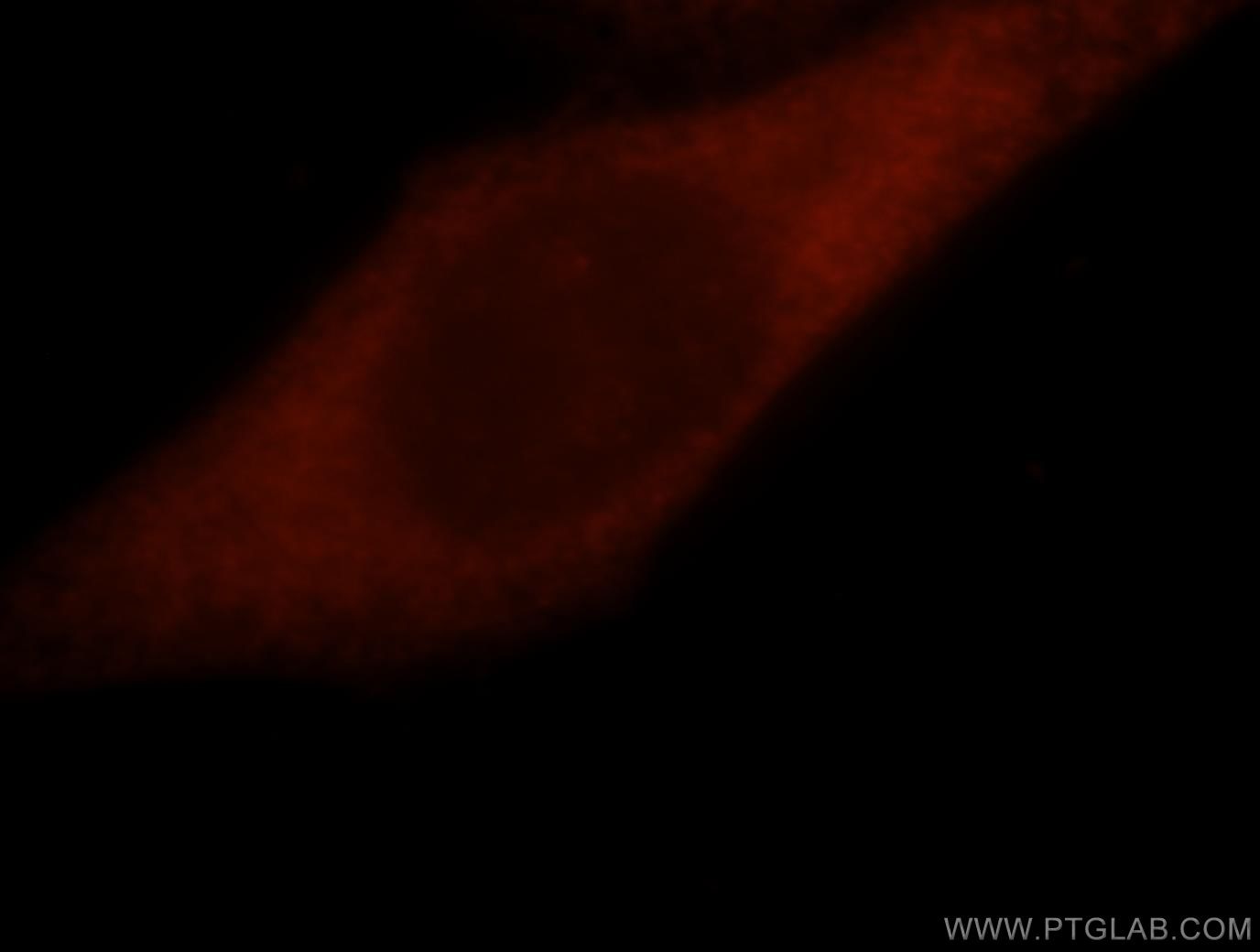 Immunofluorescence (IF) / fluorescent staining of HepG2 cells using GSTO1 Polyclonal antibody (15124-1-AP)