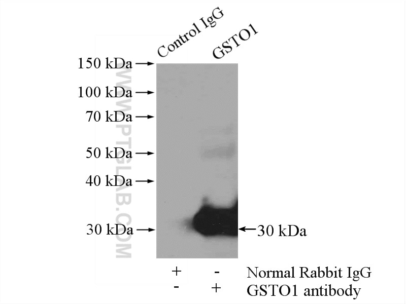 Immunoprecipitation (IP) experiment of Jurkat cells using GSTO1 Polyclonal antibody (15124-1-AP)