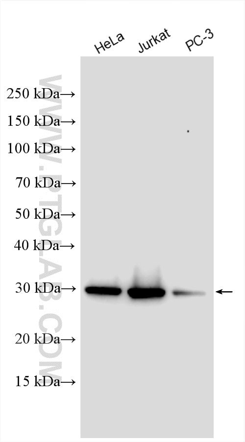 Western Blot (WB) analysis of various lysates using GSTO1 Polyclonal antibody (15124-1-AP)