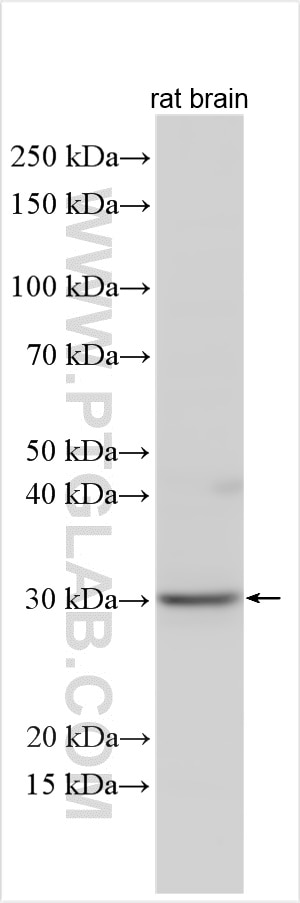 Western Blot (WB) analysis of rat brain tissue using GSTO1 Polyclonal antibody (15124-1-AP)